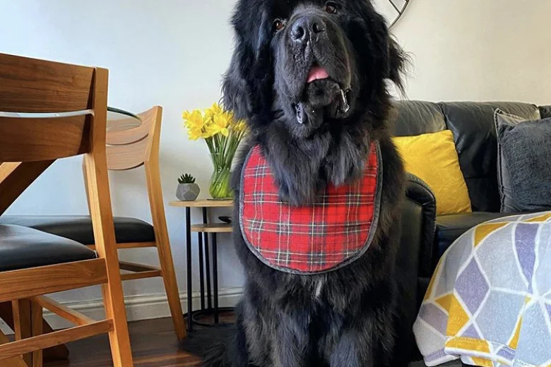 Newfoundland