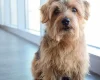 Norfolk Terrier