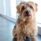 Norfolk Terrier