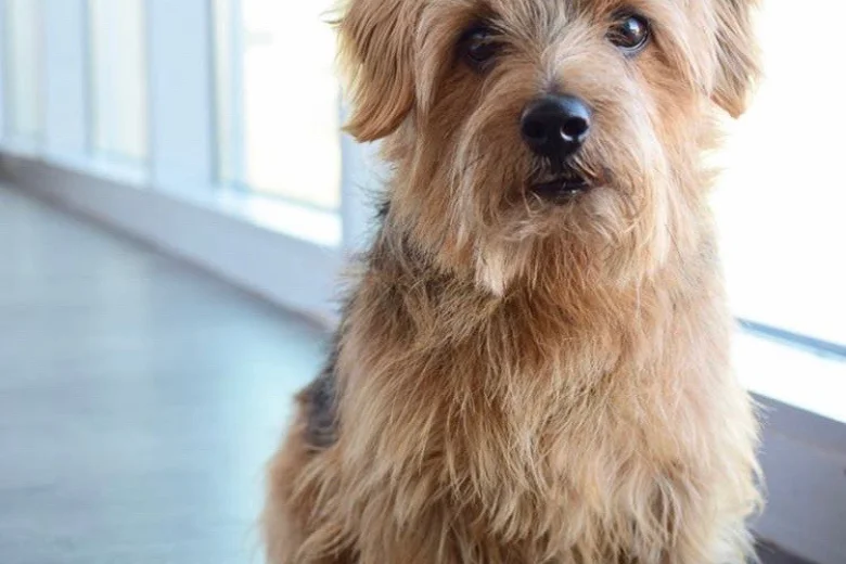 Norfolk Terrier