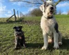 Old English Sheepdog