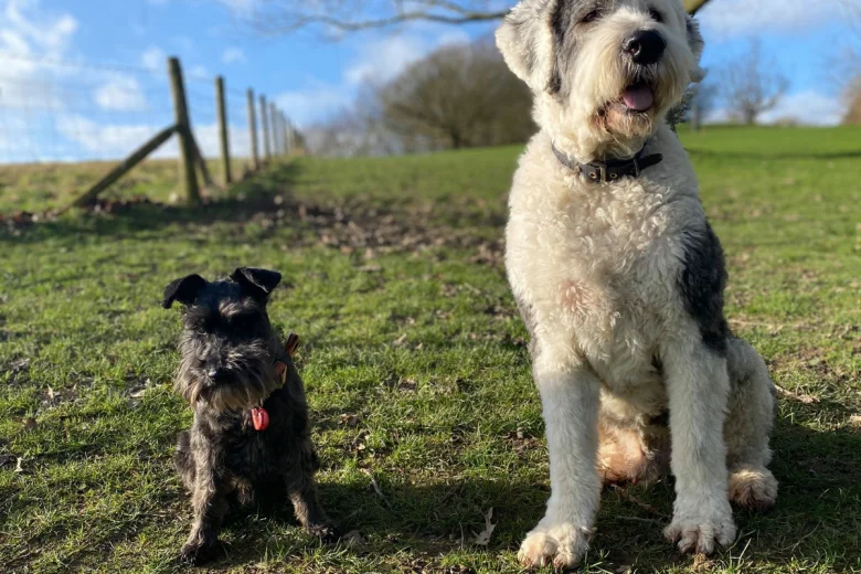 Old English Sheepdog