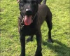 Patterdale Terrier