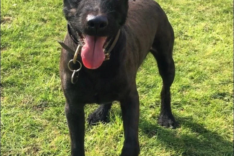 Patterdale Terrier