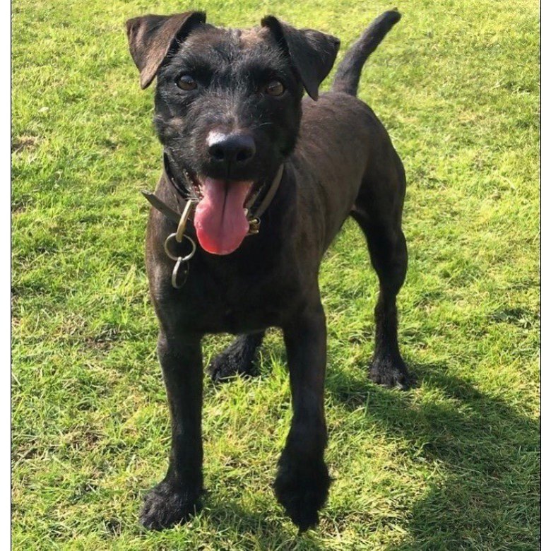 Patterdale Terrier