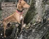Pharaoh Hound