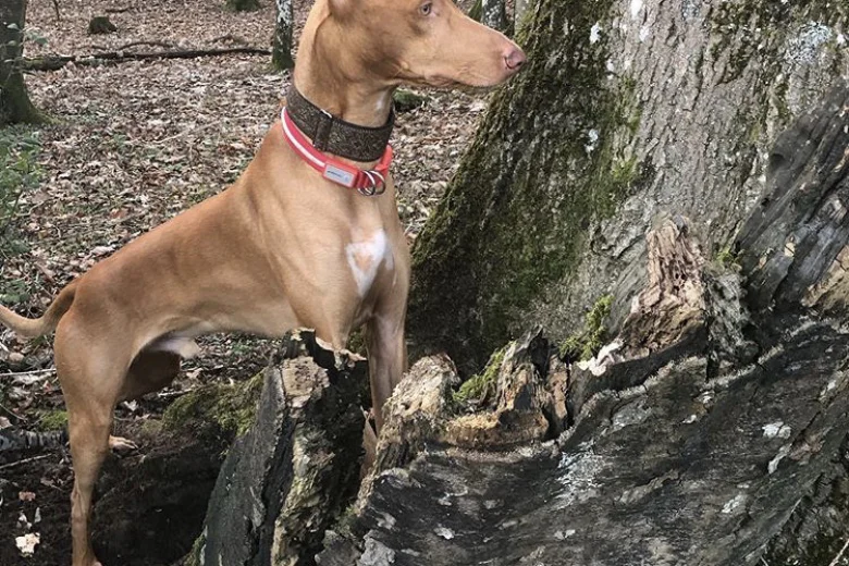 Pharaoh Hound