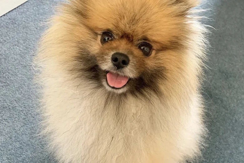 Pomeranian
