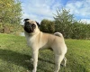 Pug