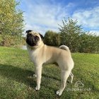 Pug