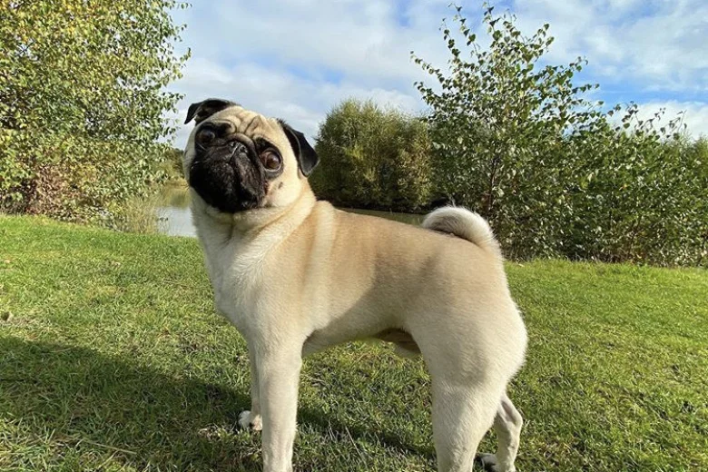 Pug