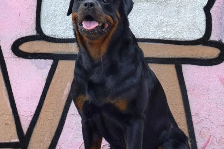 Rottweiler