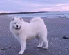 Samoyed