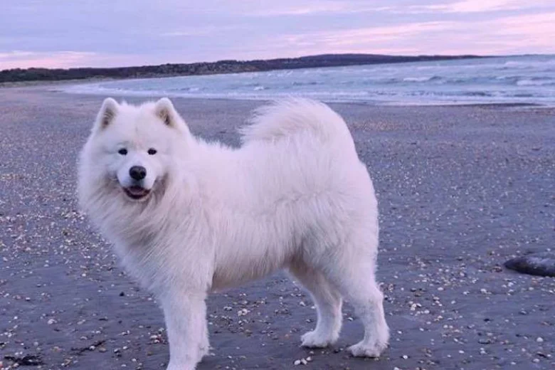 Samoyed