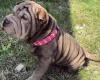 Shar Pei