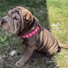 Shar Pei