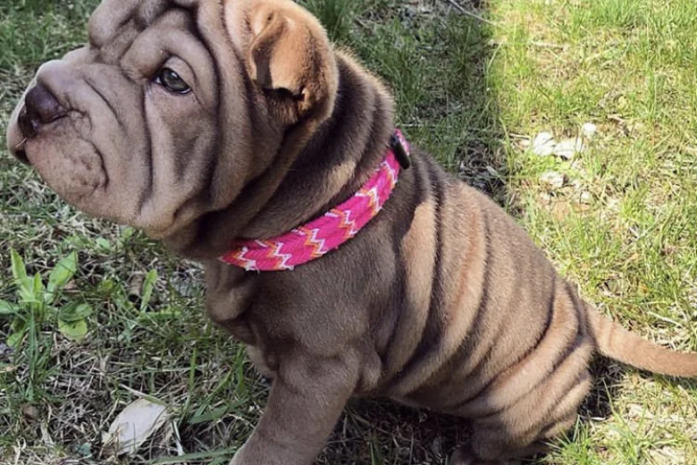 Shar Pei