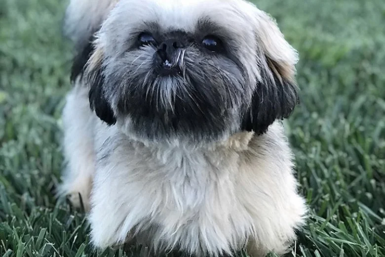 Shih Tzu