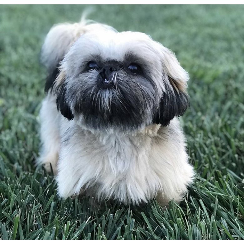 Shih Tzu