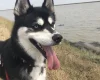 Siberian Husky