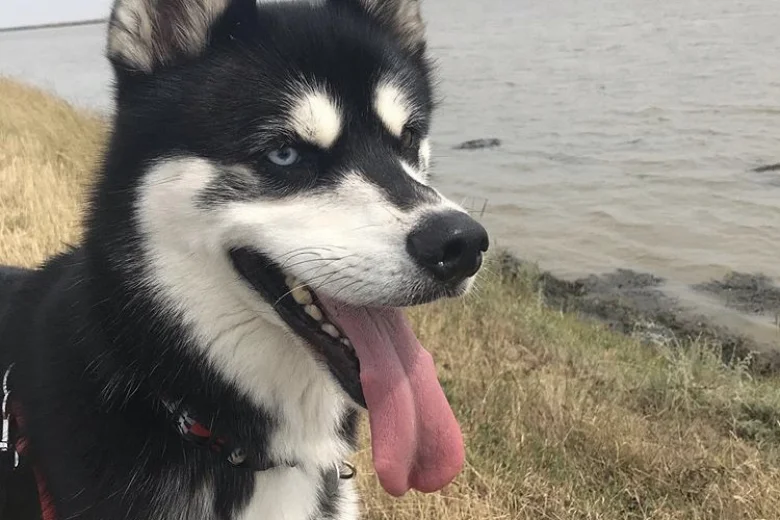 Siberian Husky