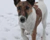Smooth Fox Terrier