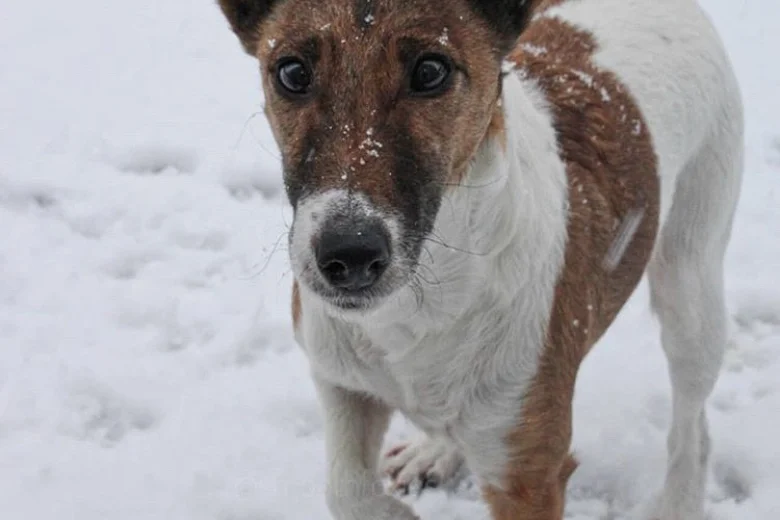 Smooth Fox Terrier
