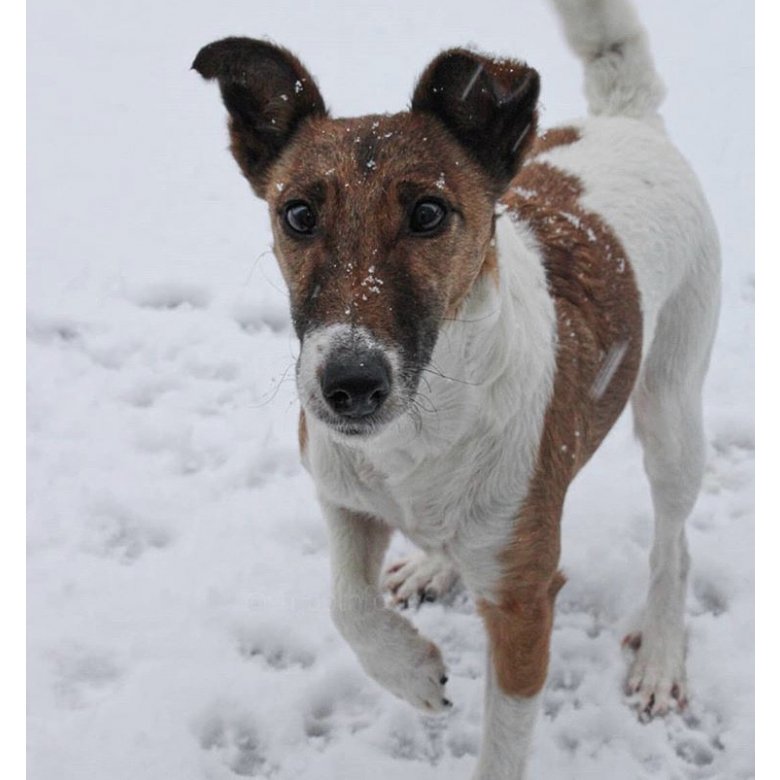 Smooth Fox Terrier