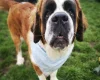 St Bernard