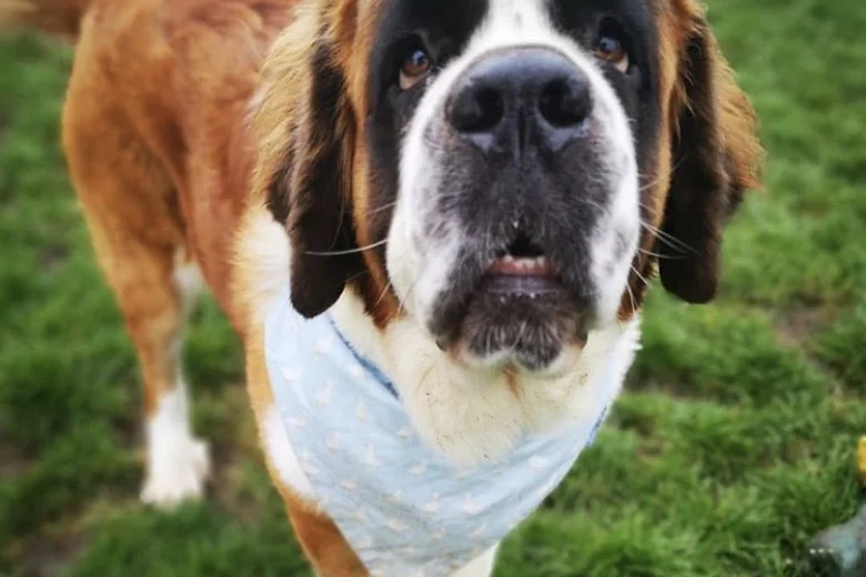 St Bernard