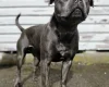 Staffordshire Bull Terrier