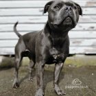 Staffordshire Bull Terrier