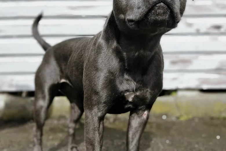 Staffordshire Bull Terrier