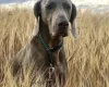 Weimaraner