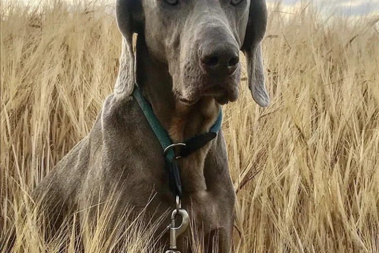 Weimaraner