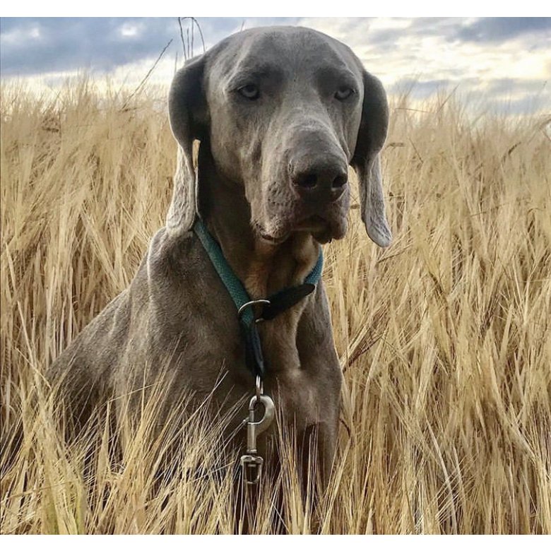 Weimaraner