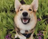 Welsh Corgi