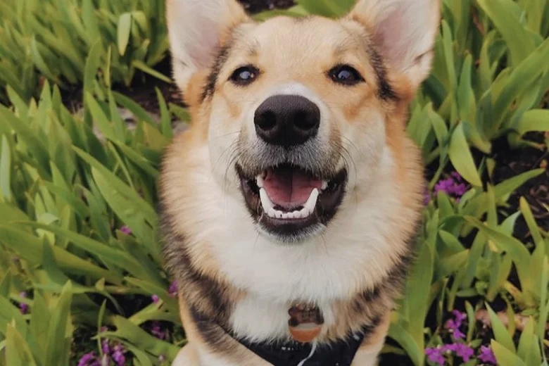Welsh Corgi