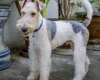 Wire Fox Terrier