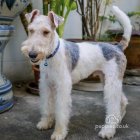 Wire Fox Terrier