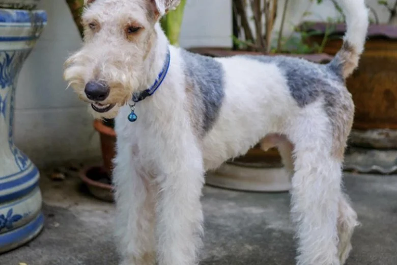 Wire Fox Terrier