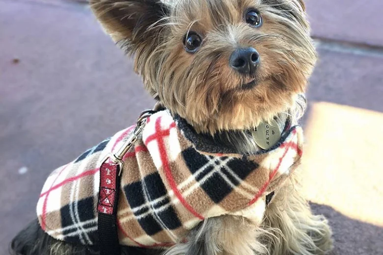 Yorkshire Terrier