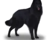 Belgian Shepherd Dog (Groenendael)