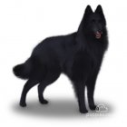 Belgian Shepherd Dog (Groenendael)