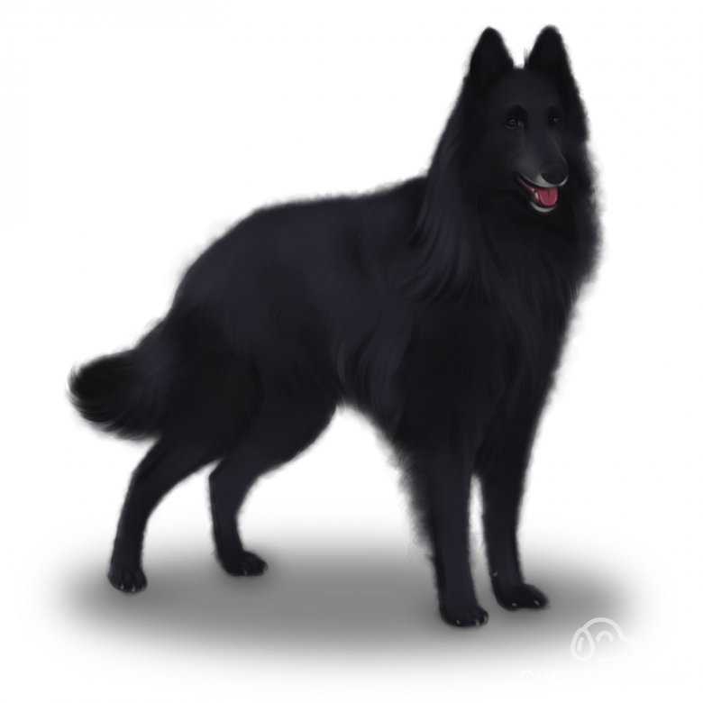 Belgian Shepherd Dog (Groenendael)