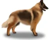 Belgian Shepherd Dog (Tervuren)