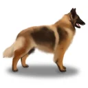 Belgian Shepherd Dog (Tervuren) - Both