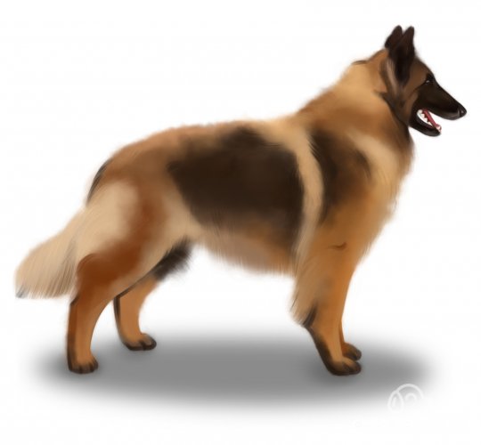 Belgian Shepherd Dog (Tervuren)