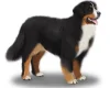 Bernese Mountain Dog