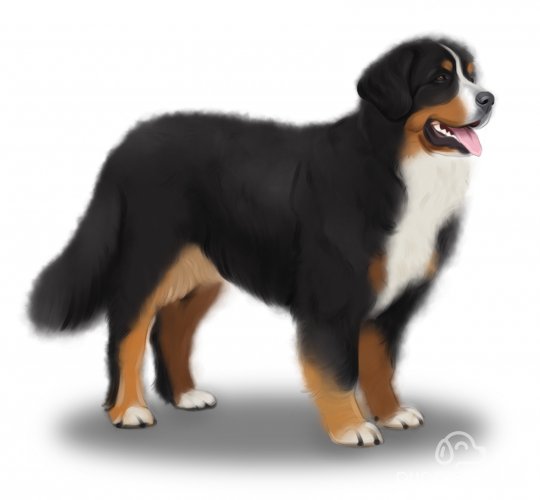 Bernese Mountain Dog